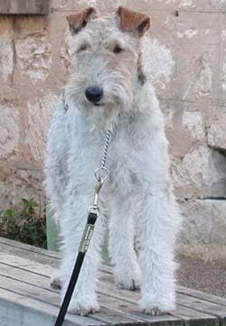 Fox Terrier