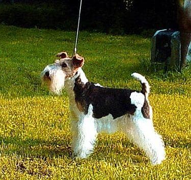 Fox Terrier