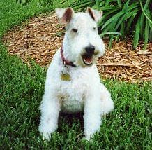 Fox Terrier