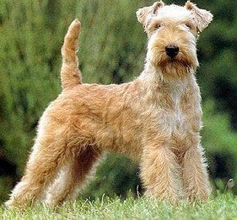 Fox Terrier