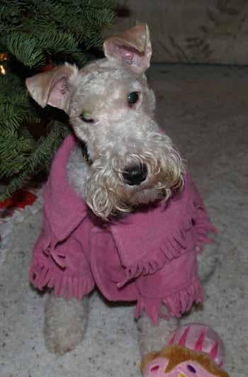 Fox Terrier