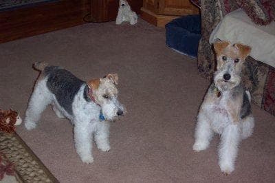 Fox Terrier