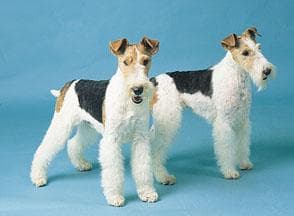 Fox Terrier