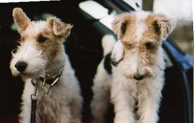 Fox Terrier