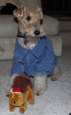 Fox Terrier