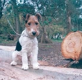Fox Terrier
