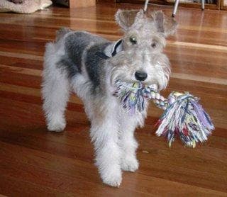 Fox Terrier