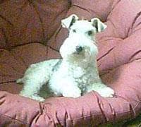 Fox Terrier