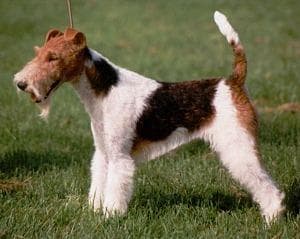 Fox Terrier