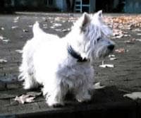 Fox Terrier