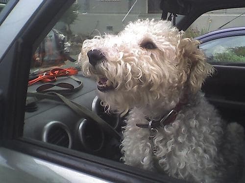 Fox Terrier