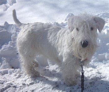 Fox Terrier