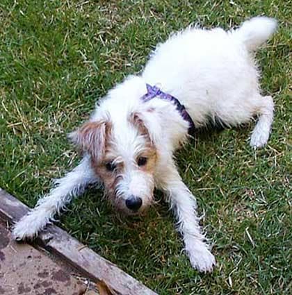 Fox Terrier