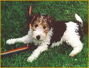 Fox Terrier