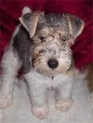 Fox Terrier