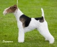 Fox Terrier