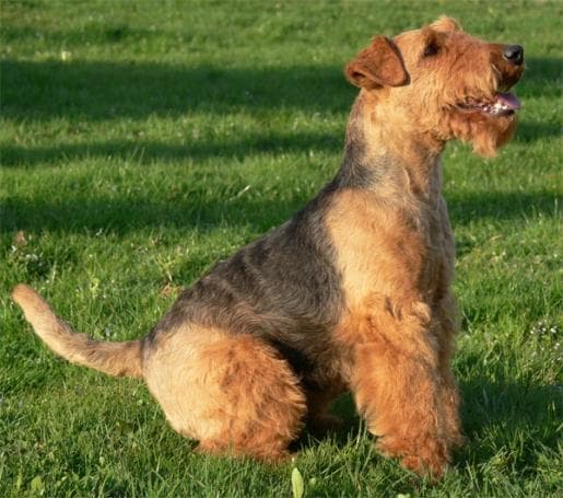 Fox Terrier