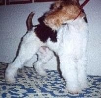 Fox Terrier