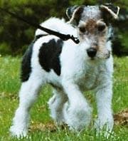 Fox Terrier