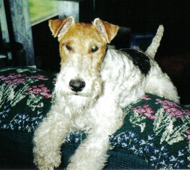 Fox Terrier
