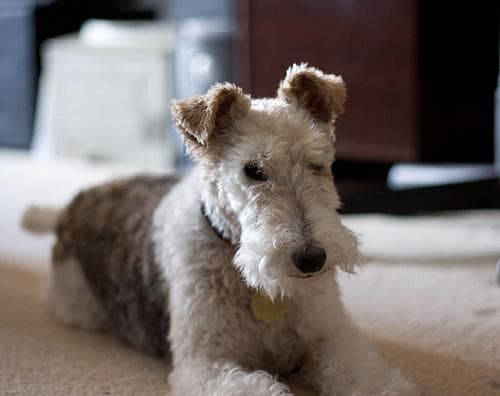 Fox Terrier