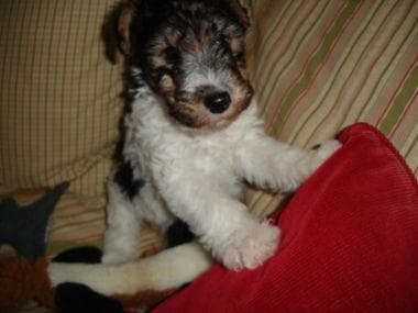 Fox Terrier