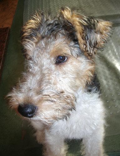 Fox Terrier