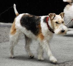 terrier