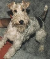 Fox Terrier