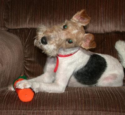 Fox Terrier