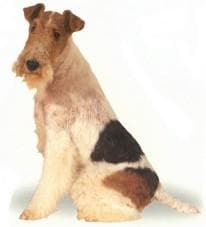 Fox Terrier
