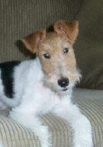 Fox Terrier