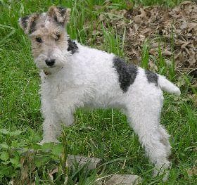 Fox Terrier