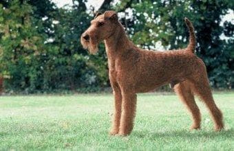 Fox Terrier