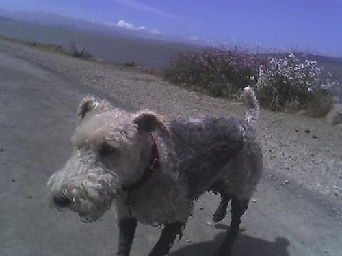 Fox Terrier