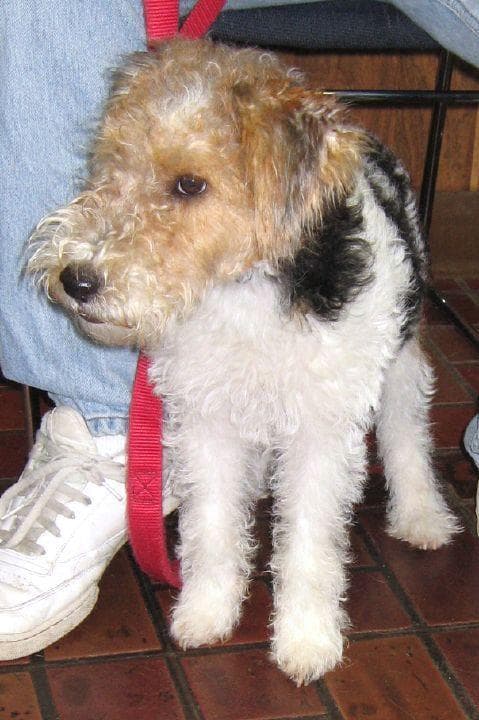 Fox Terrier