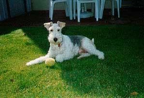 Fox Terrier