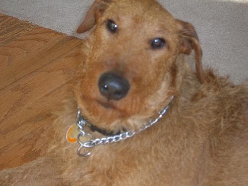 Irish Terrier