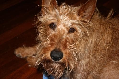 Irish Terrier