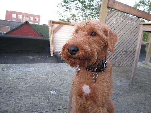 Irish Terrier