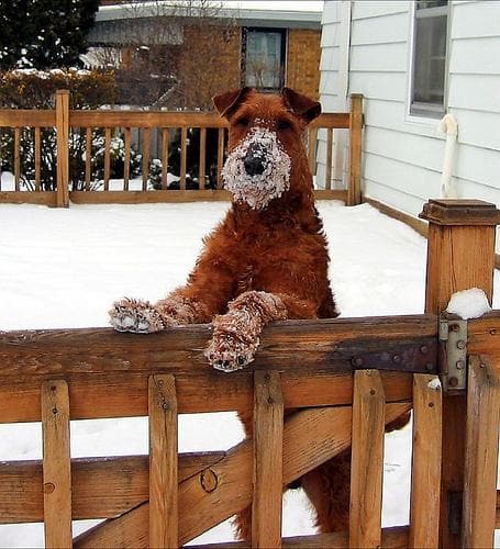 Irish Terrier