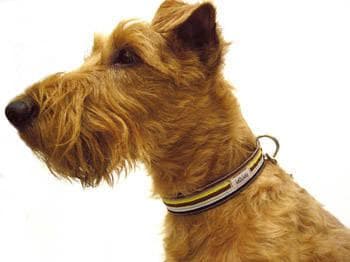 Irish Terrier