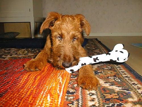 Irish Terrier