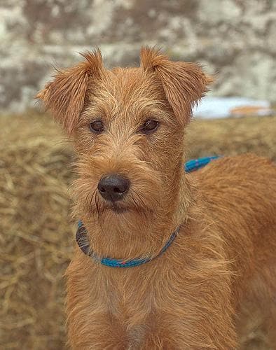 Irish Terrier