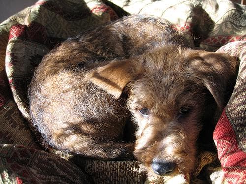 Irish Terrier