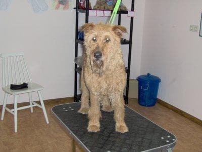 Irish Terrier