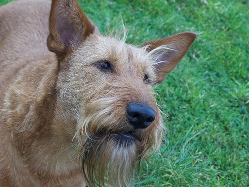 Irish Terrier