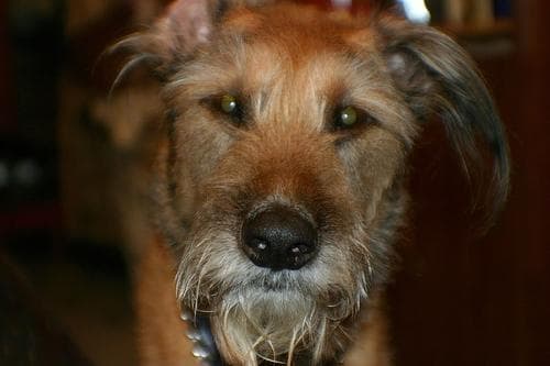 Irish Terrier