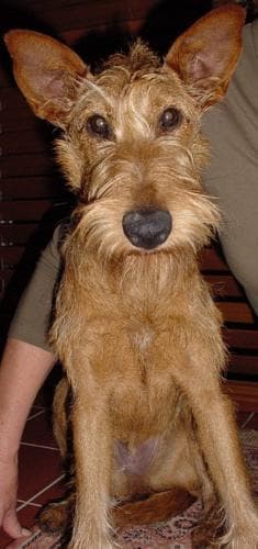 Irish Terrier