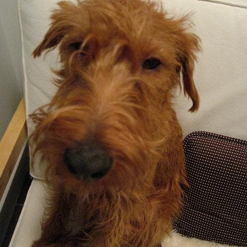 Irish Terrier